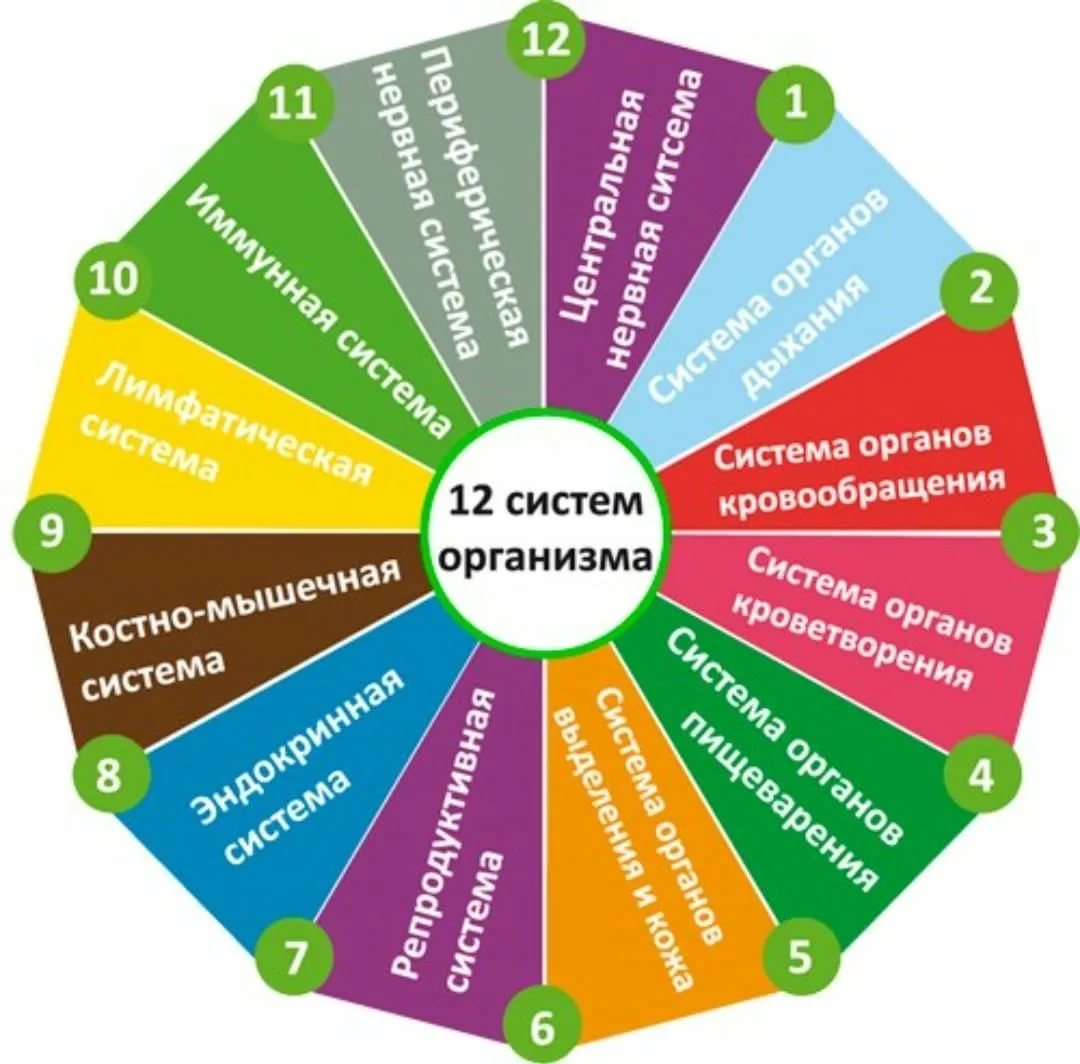 Тест на здоровье по 12 системам